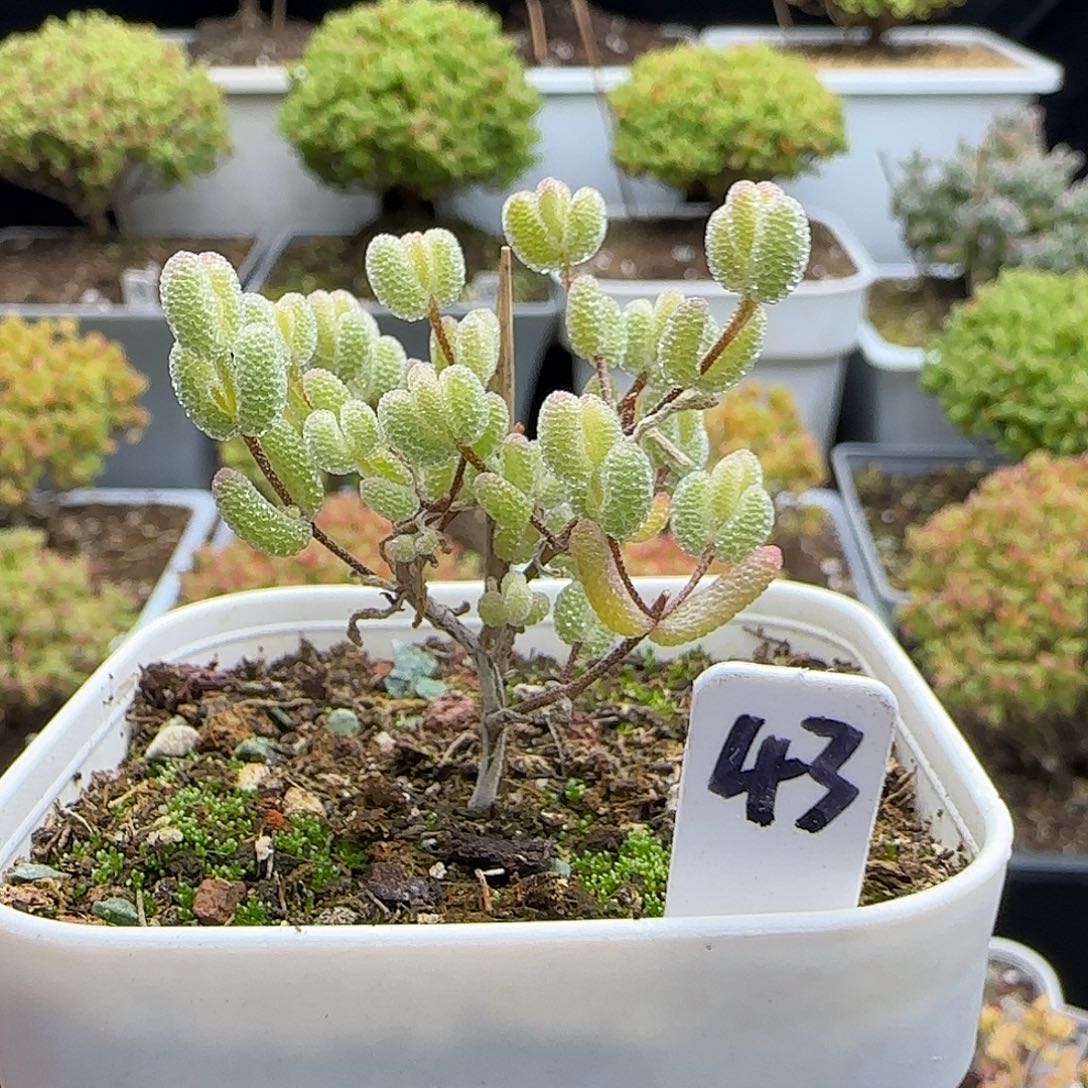 2***7冰糖锦枝干番杏专拍