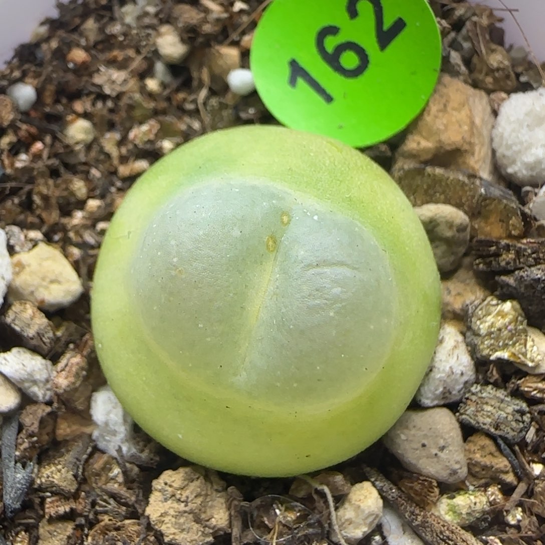 嘟嘟嘴拉登多肉植物162