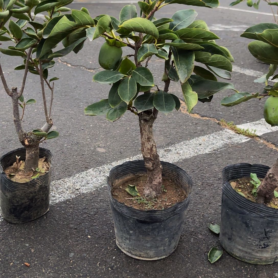 完全开放柿树盆景造型盆栽花卉