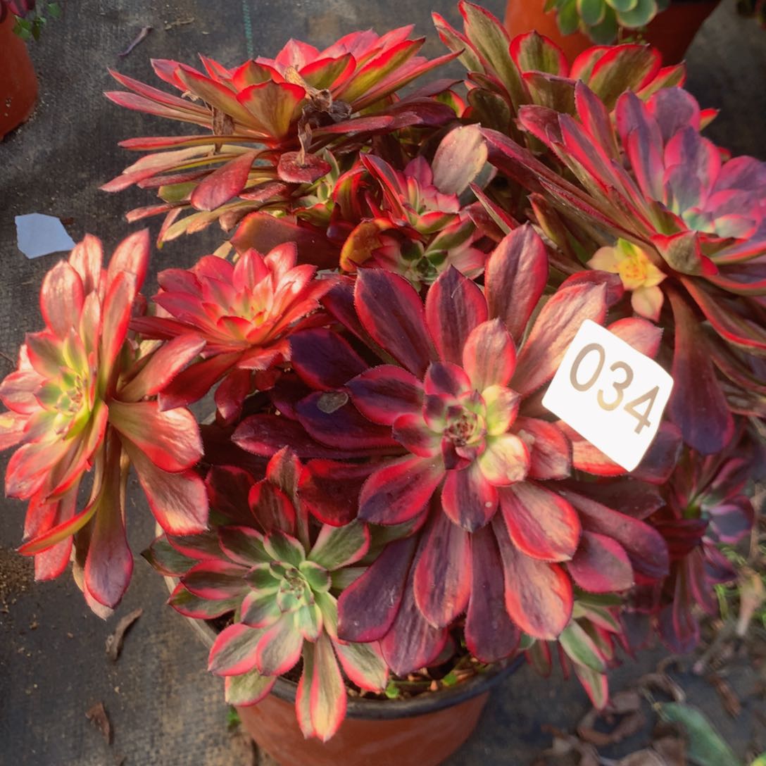 034烟花多肉植物