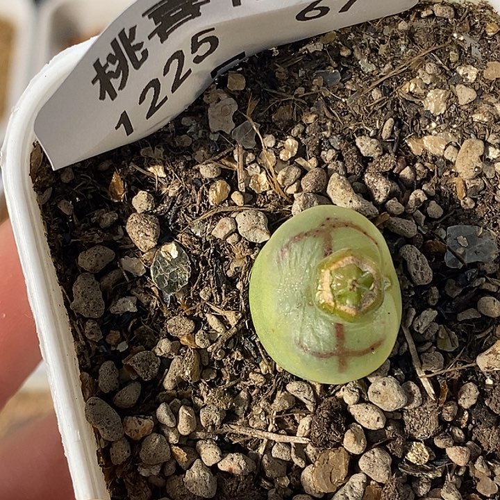 1225-67-杂交。 裂。  