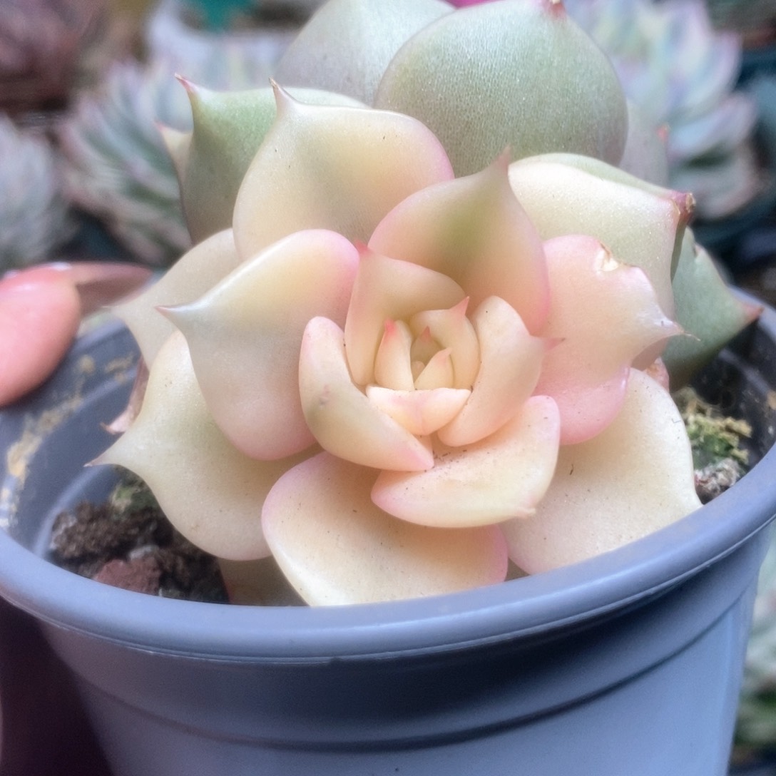 132贝加尔湖锦锦锦锦锦锦