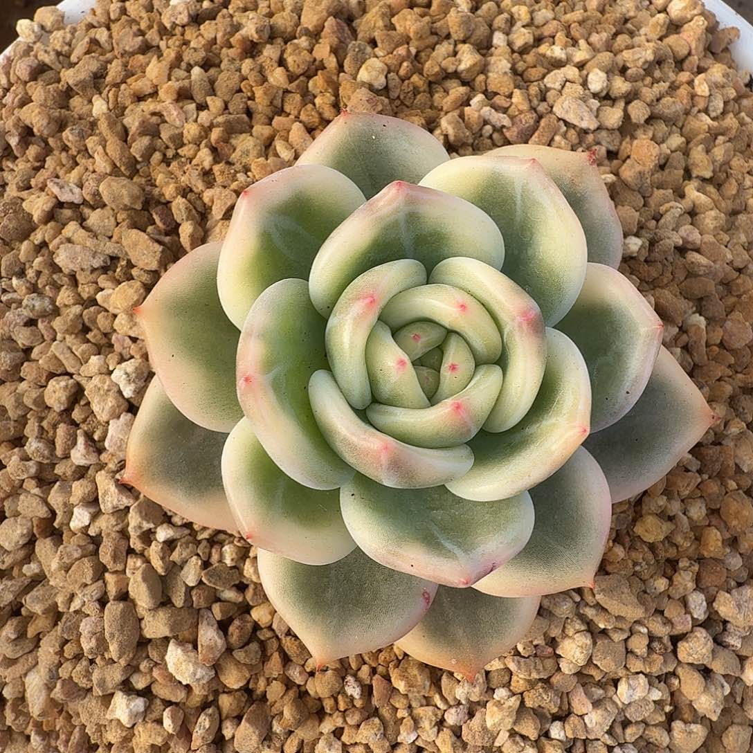 紫丽莎白锦111127-300