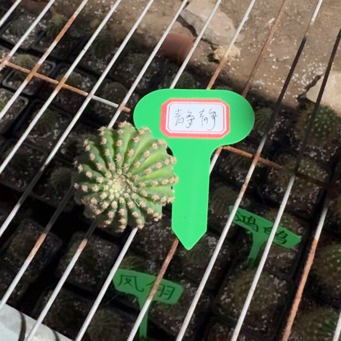 但***5静静侧牙一个，小球，开花美