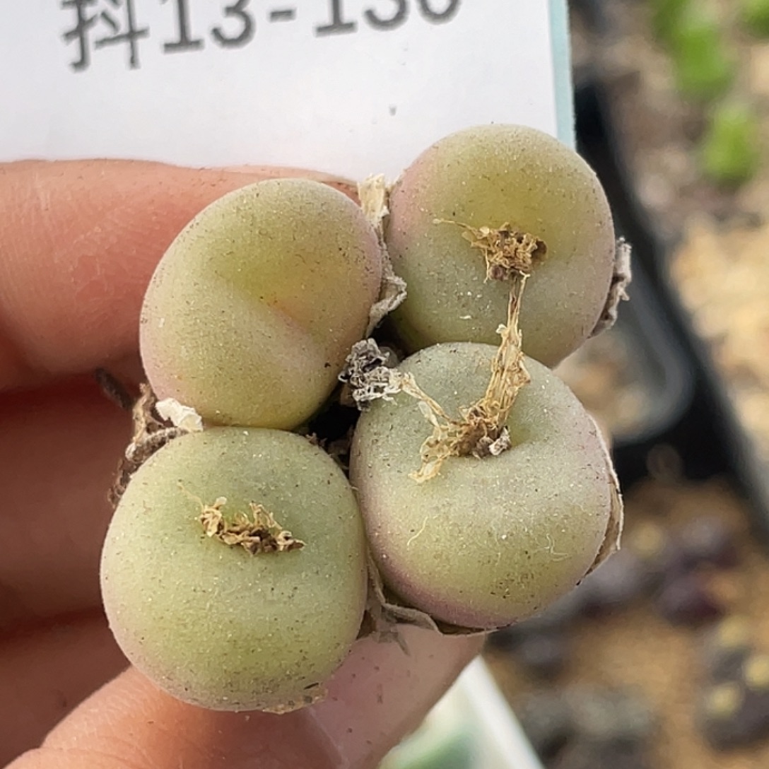 13-130空卡佛多肉植物