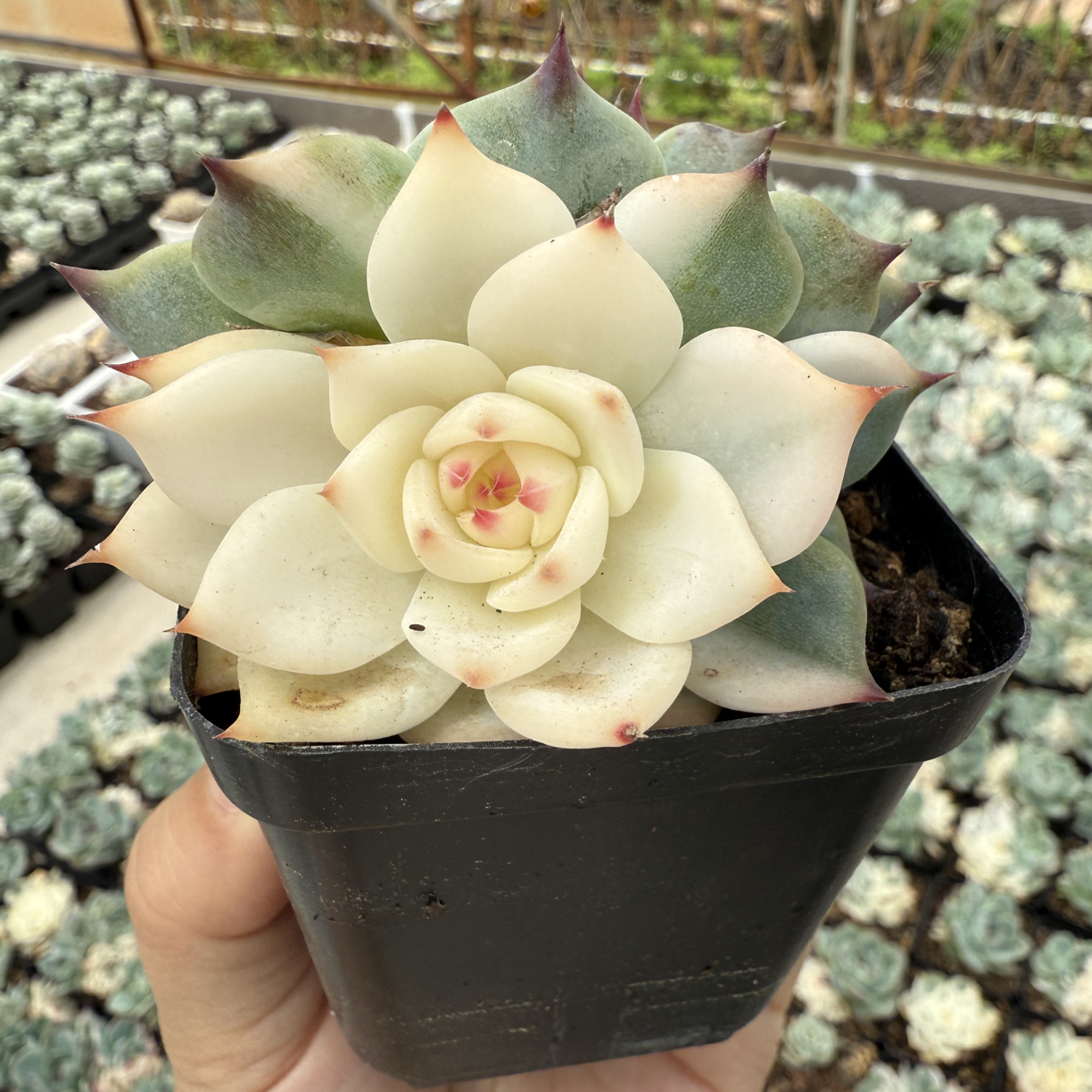 吉娃娃锦，阴阳多肉植物