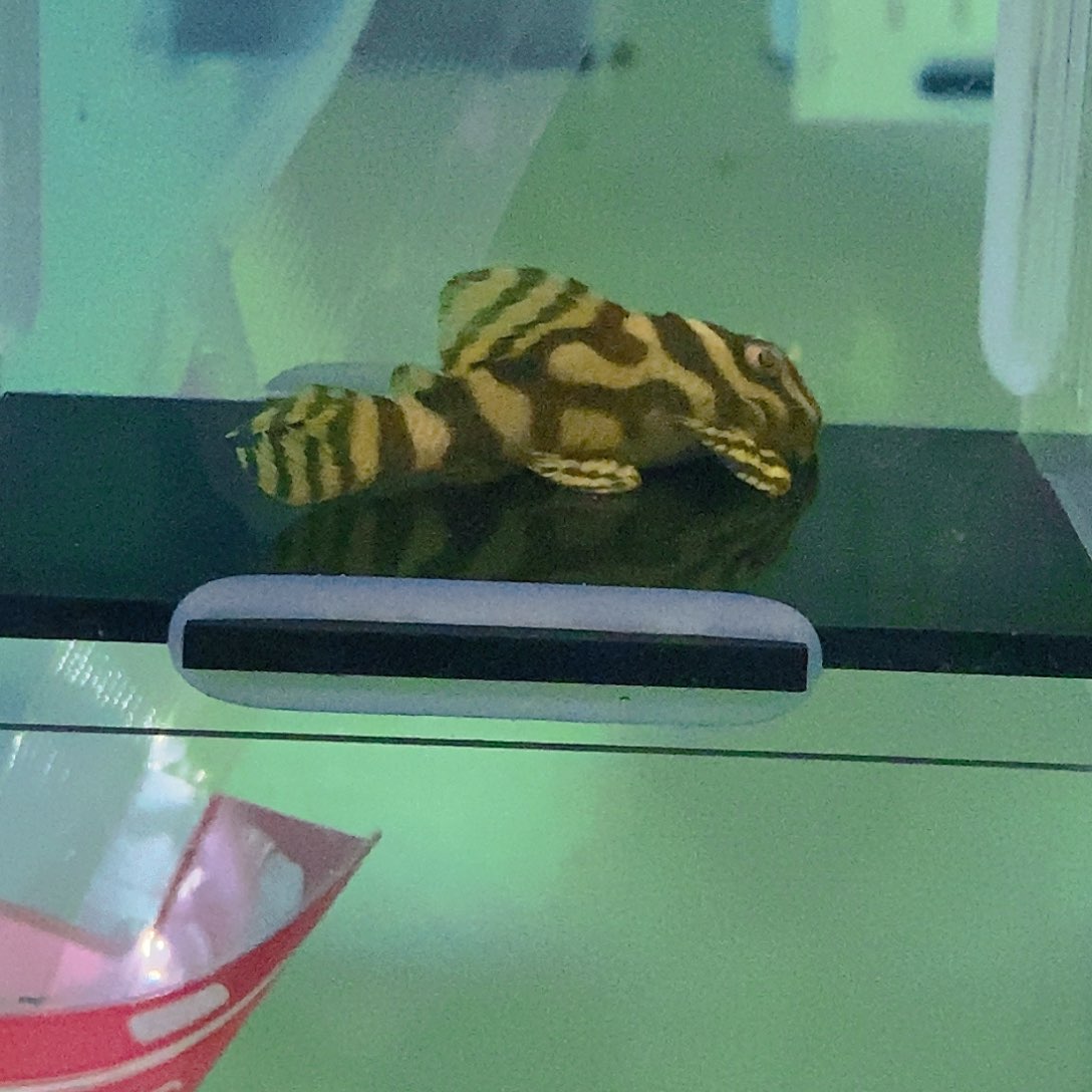 清道夫鱼皇室异型21号