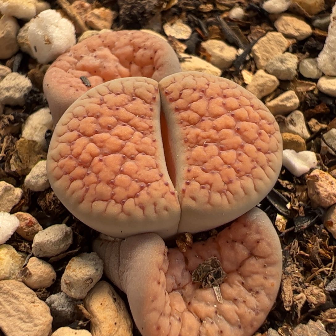 452多肉植物百科