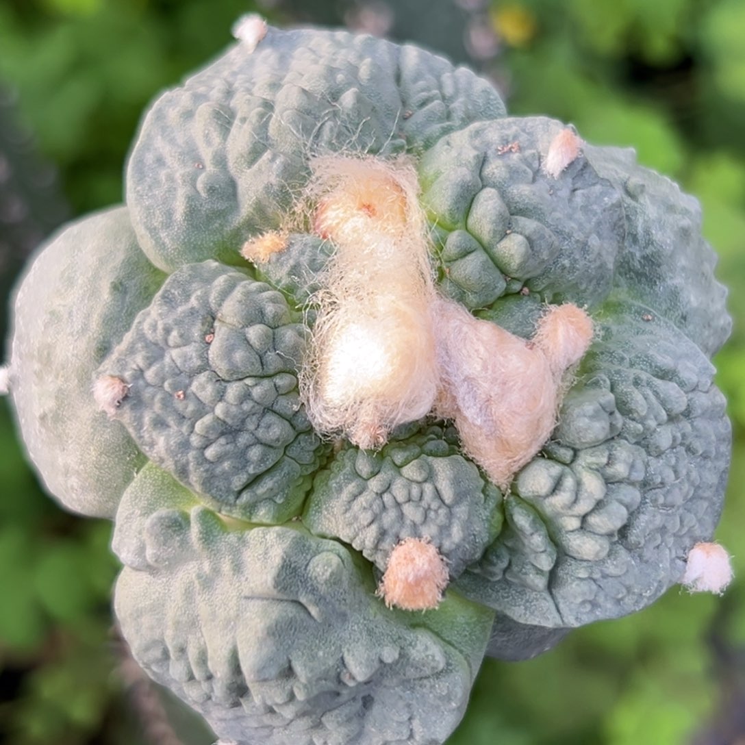 26 仙人球的比赛将于本