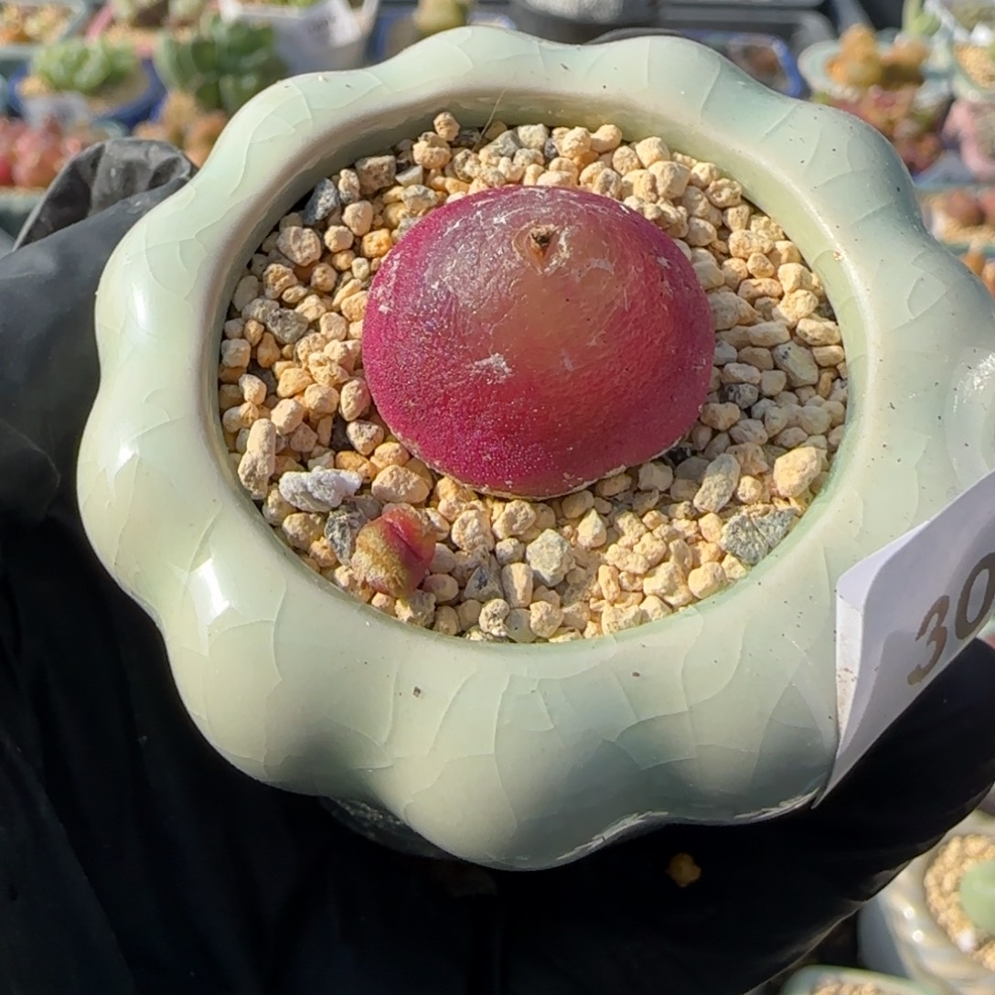 3014-一物一拍 带盆