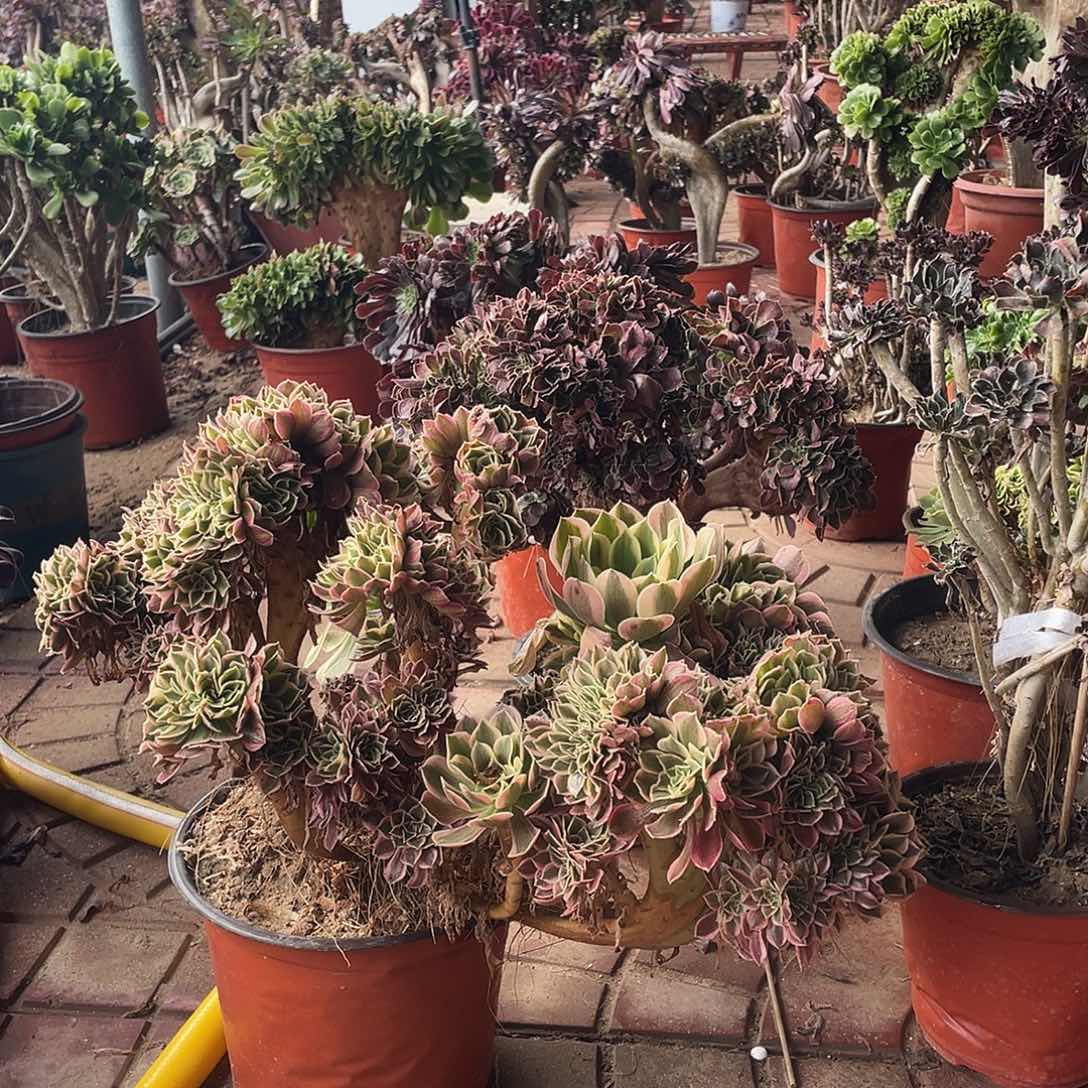 一****的发风格哈哈就坎坎坷坷多肉