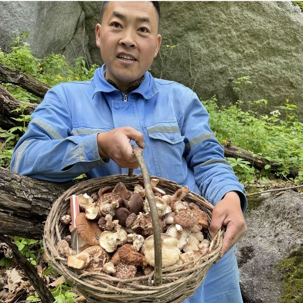 东北野生柞树香菇自采野生香菇当季鲜香菇