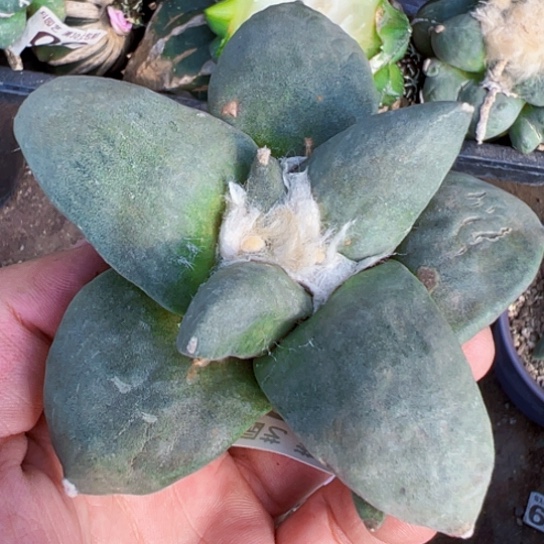 福利自根大玉牡丹2072