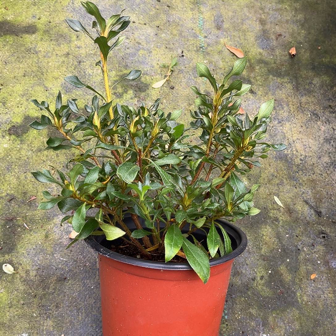 完全开放紫扇杜鹃