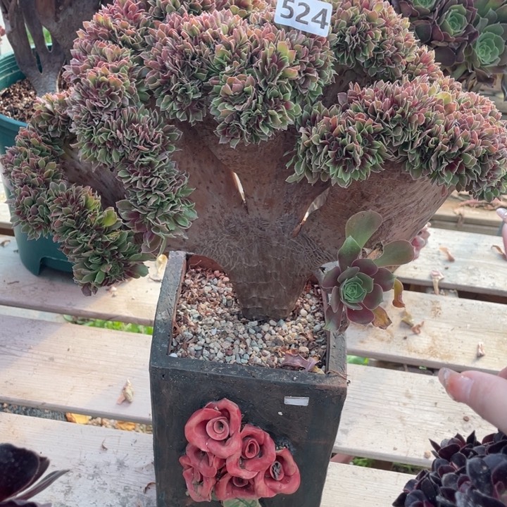 多肉葡萄和小橘子等各种各样口味中