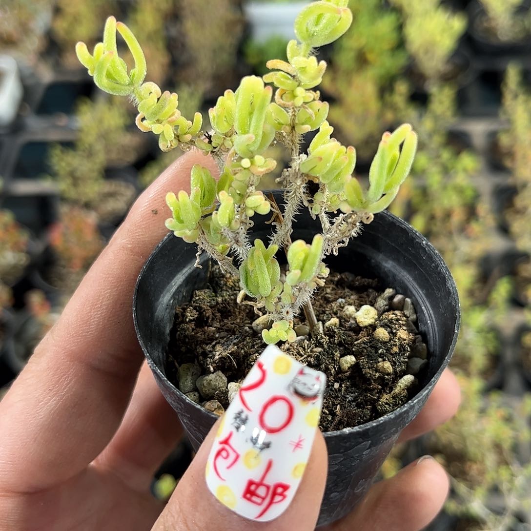 荧光兔锦单头发货有根发货