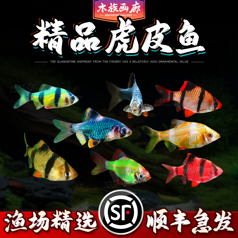 虎皮鱼活体热带观赏鱼好养耐活四间群游小型淡水鱼