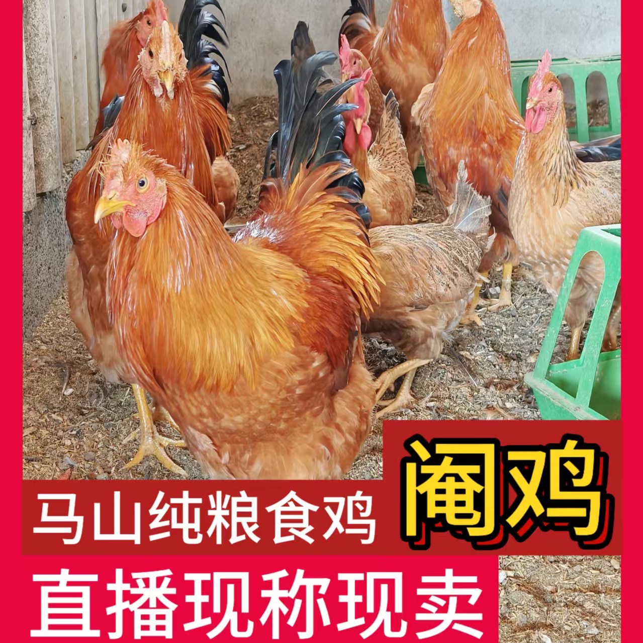 马山农村散户土鸡一物一拍阉鸡公鸡 包冰率不含冰