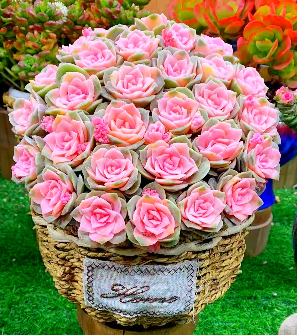 M大盆甜心玫瑰+草编筐多肉植物新手室内室外好养好活耐旱云南发货