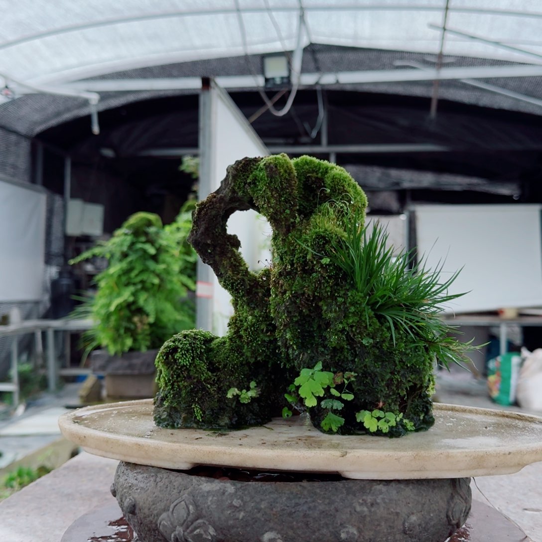 无花朵菖蒲不含盆