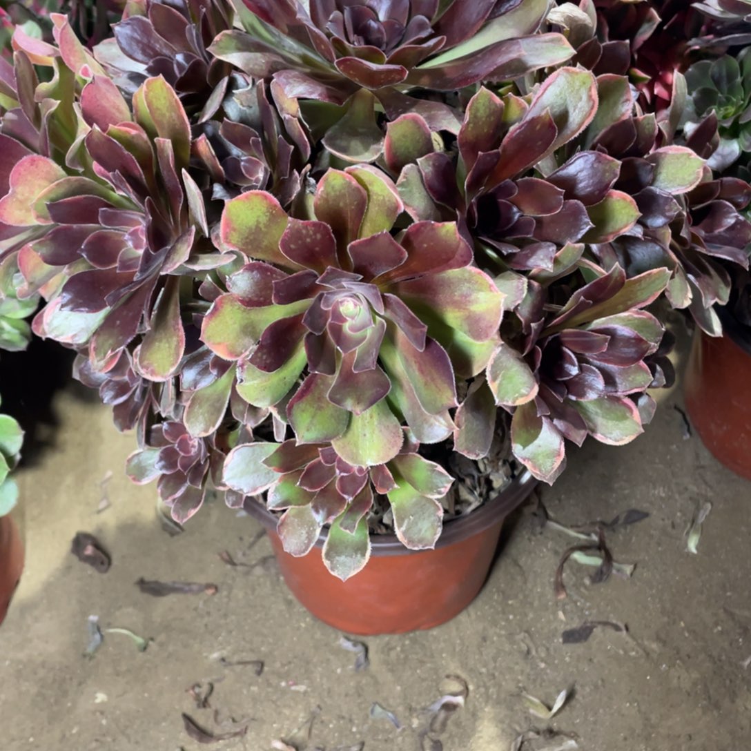 277恶魔多肉法师断枝不包