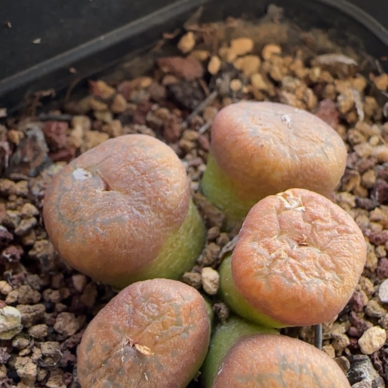 【闪购商品】7952