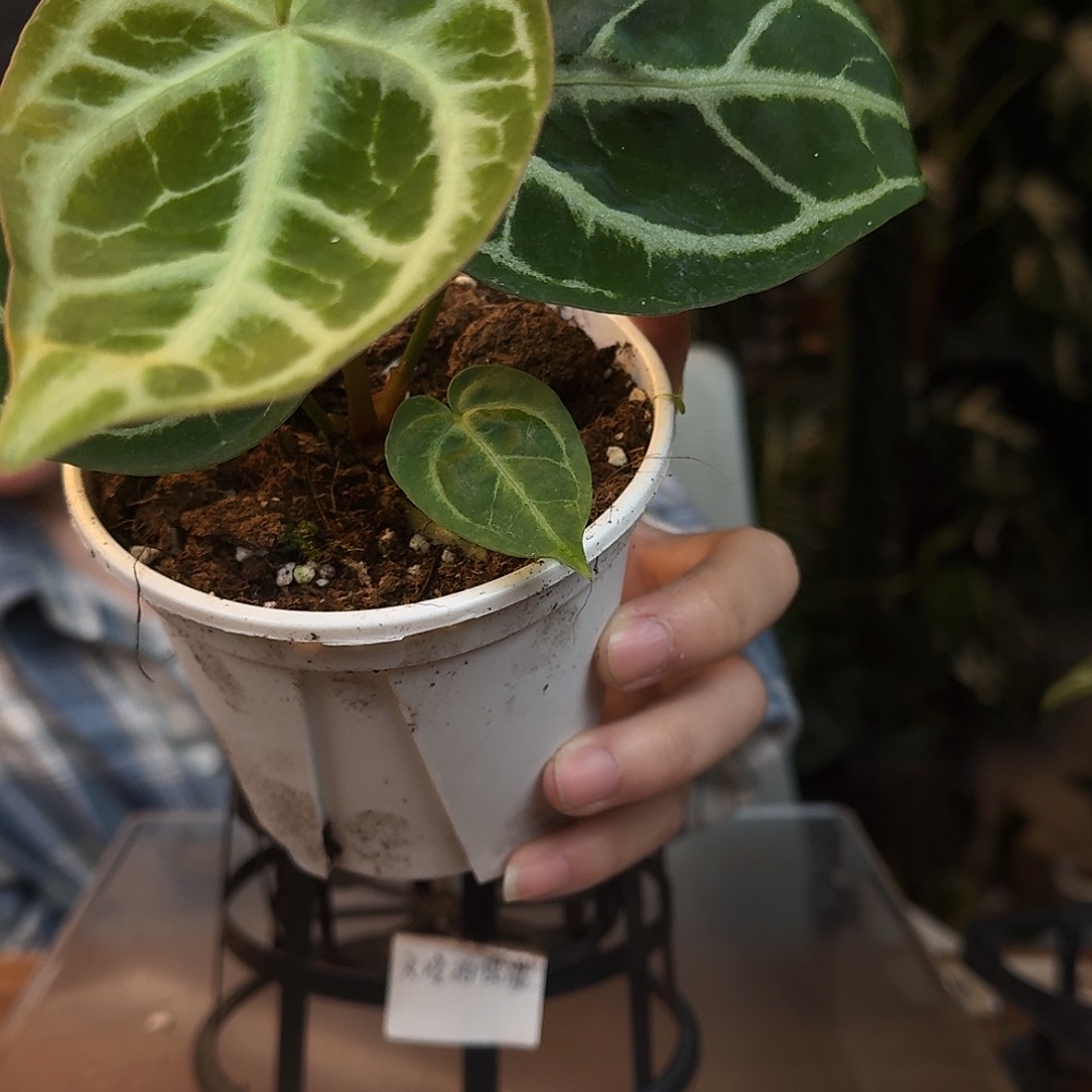 完全开放L18哪吒一物一拍