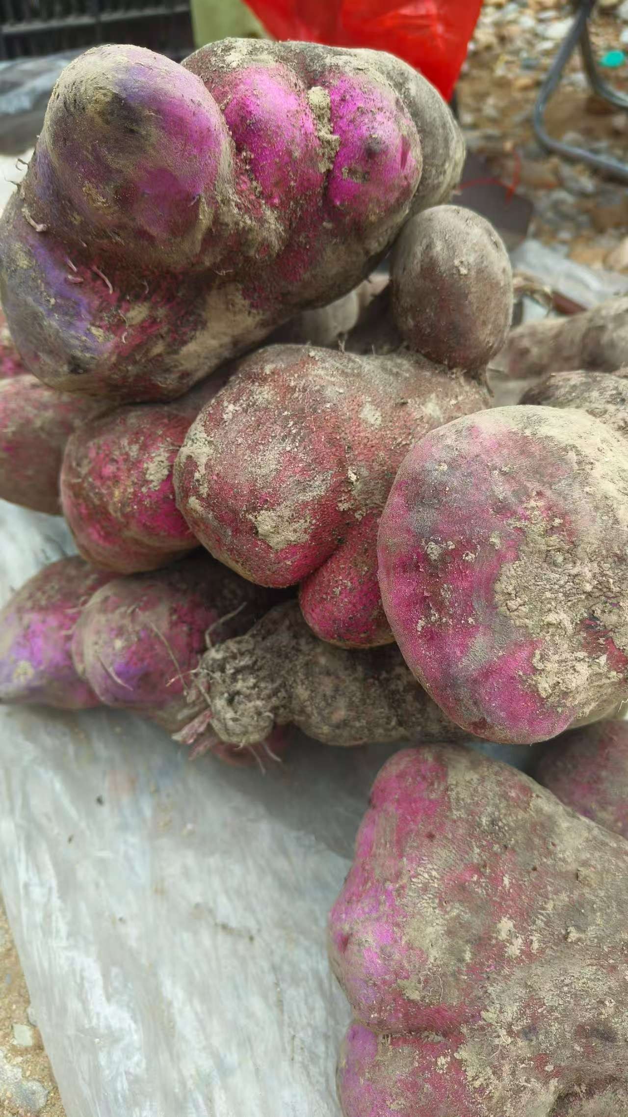 江西永丰特产新鲜现挖紫色脚板薯营养蔬菜