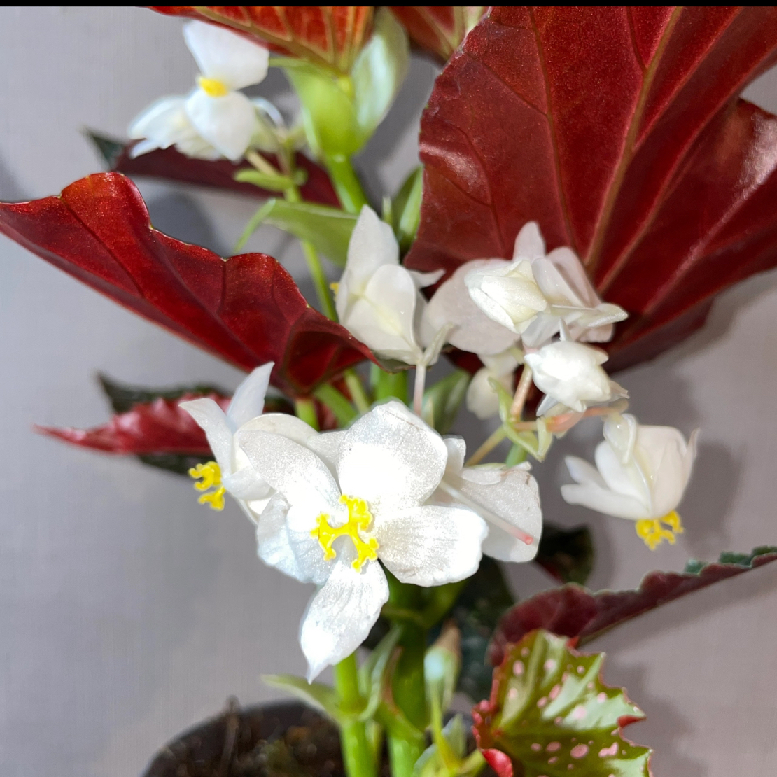 雪灵儿秋海棠好看好养的福寿秋海棠室内绿植