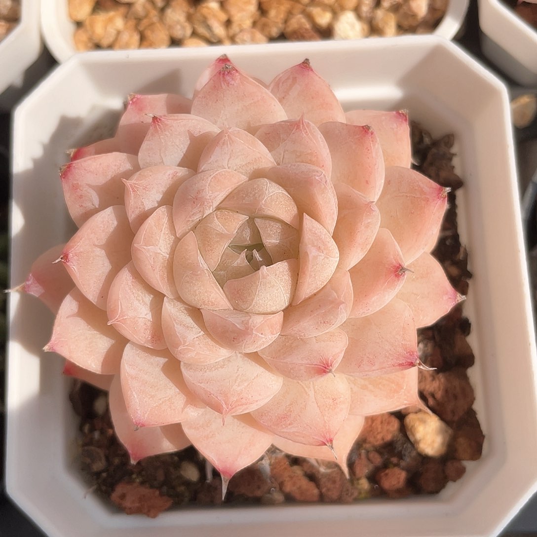 优选女王福利8904