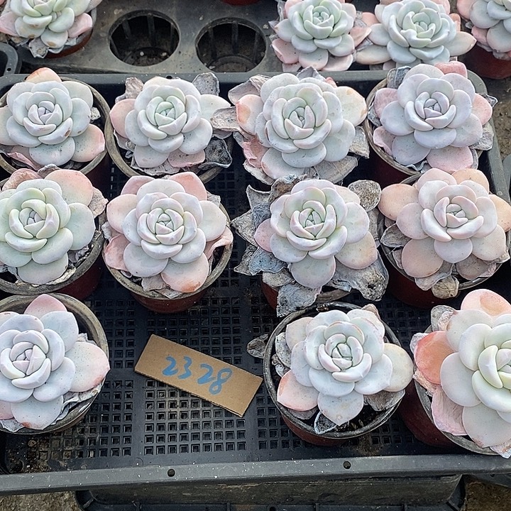 离***天无花朵2328号一物一拍雪莲