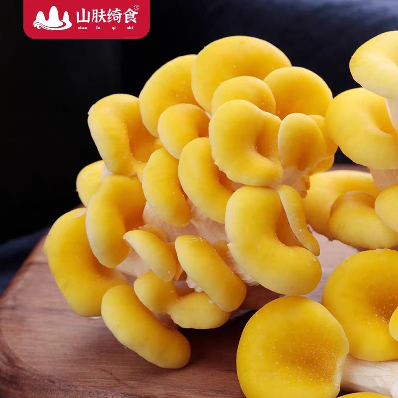 【新鲜鸡油黄菌】2斤榆黄菇食用菌黄丝菌鸡油菌火锅食材1000g