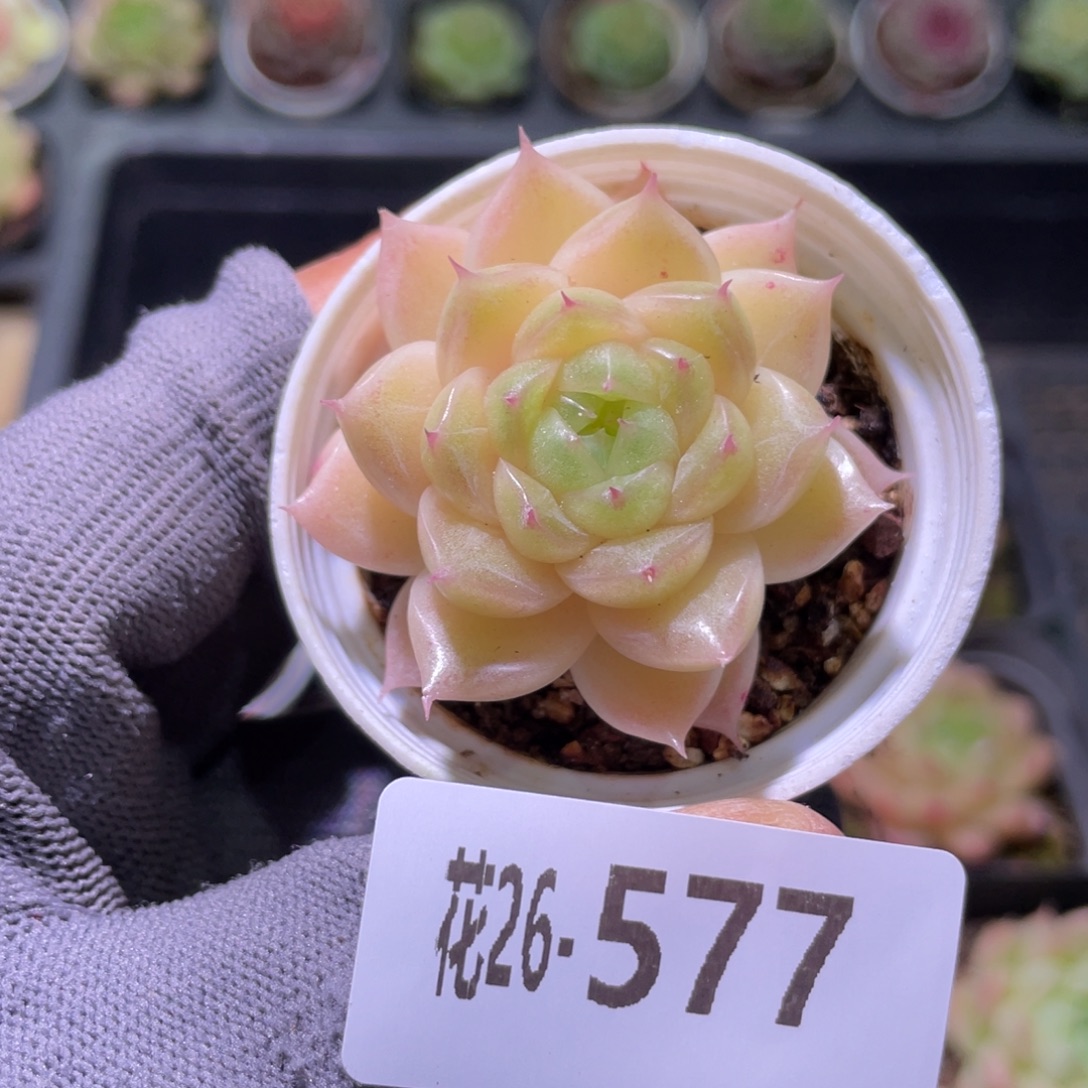 花利美26-577麦秆