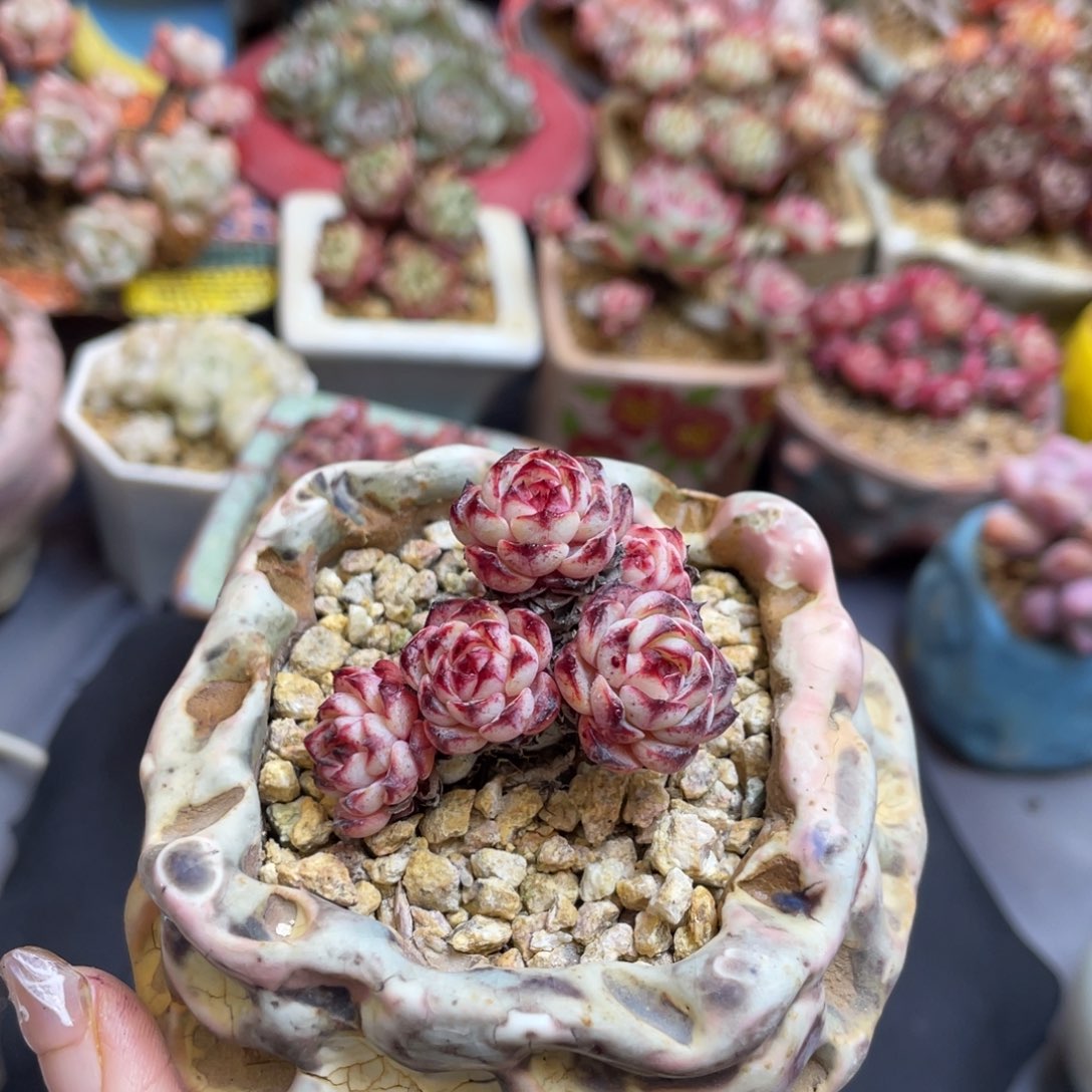 童***瞳姬莲多头老桩群生