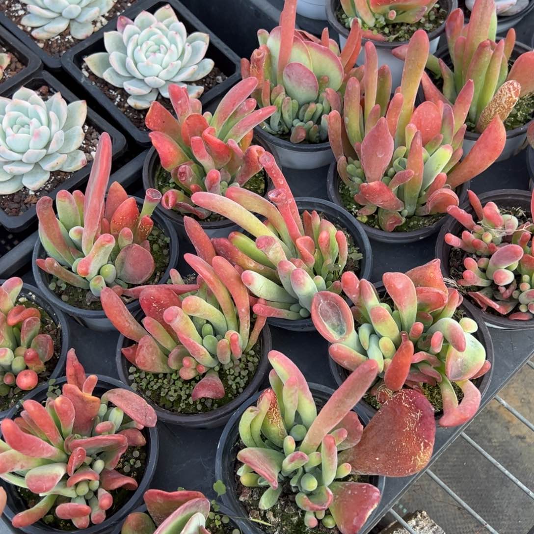 火狐狸一颗量拍多肉满9.9元包邮