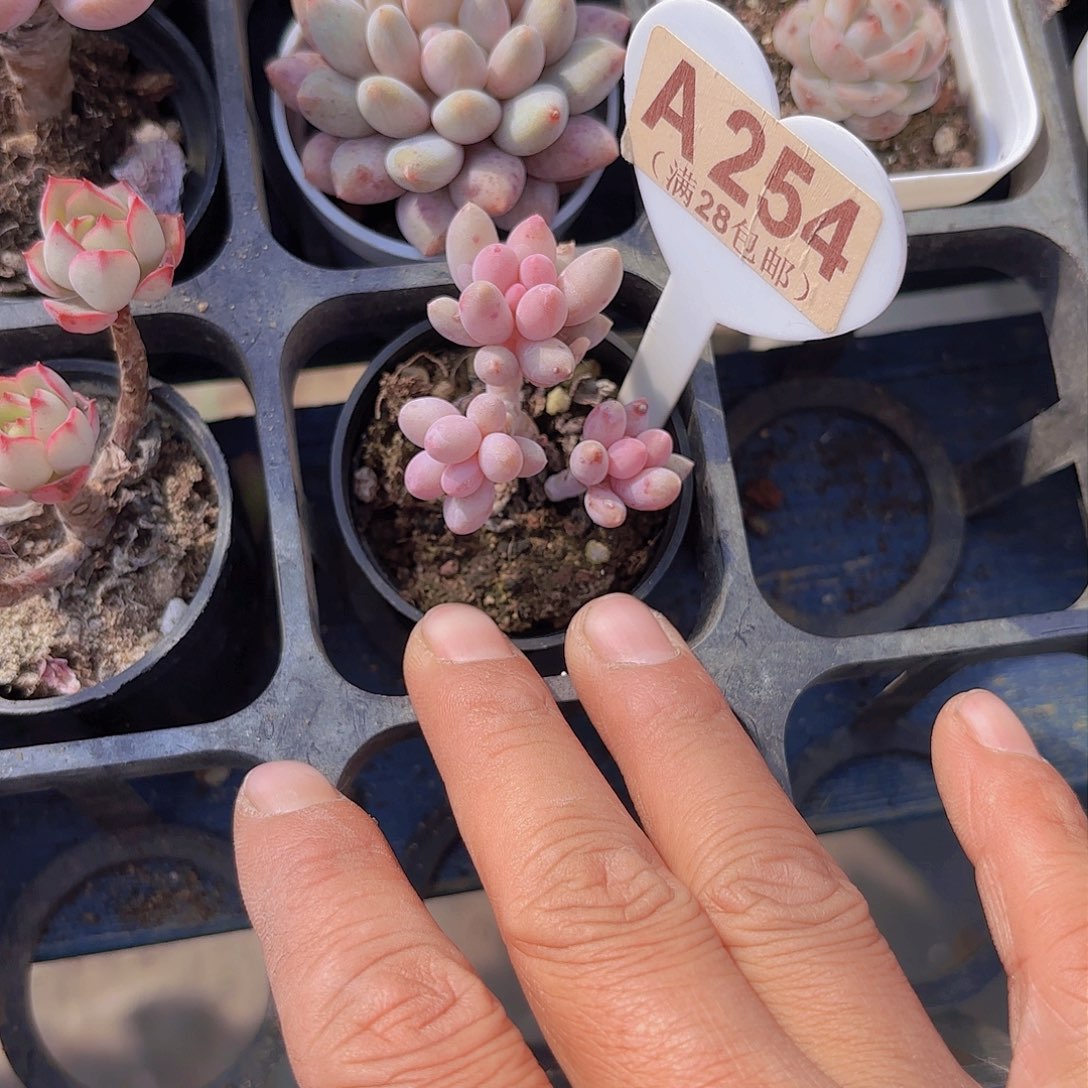 A254婴儿手指一物一拍