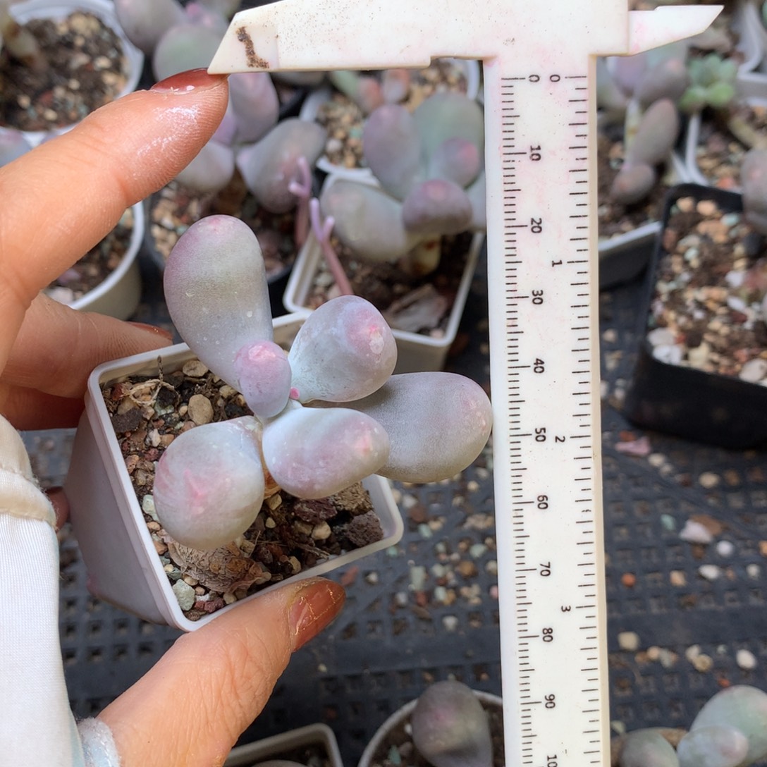 米可奶嚯哈哈哈哈哈不满28发一个叶片，到付