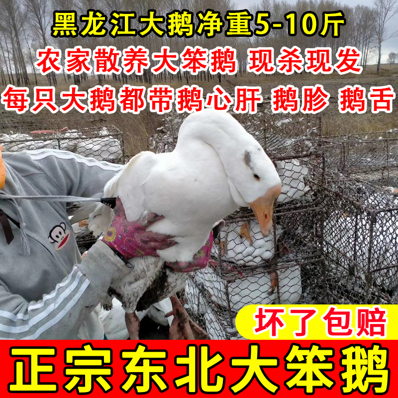 【三胞胎】东北大鹅农村散养大笨鹅现杀现发新鲜整支带内脏大白鹅