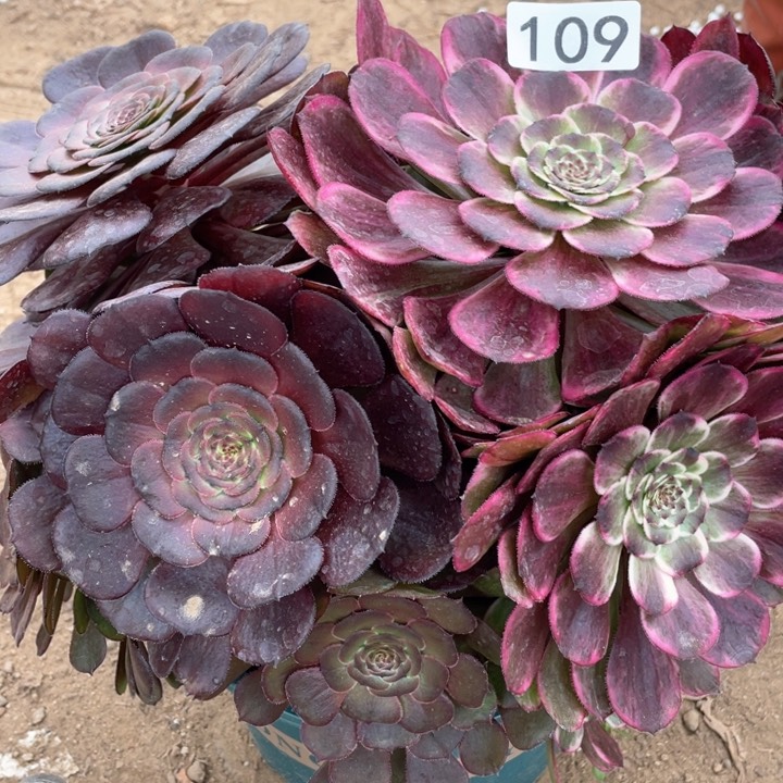 109；多肉植物油彩画