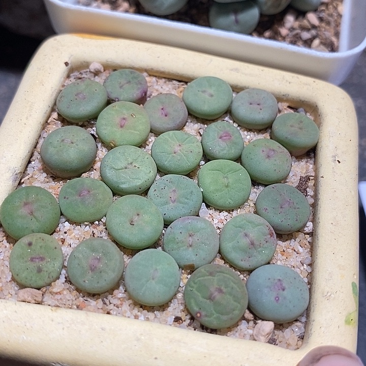 11528小红嘴ssg0026一组五颗