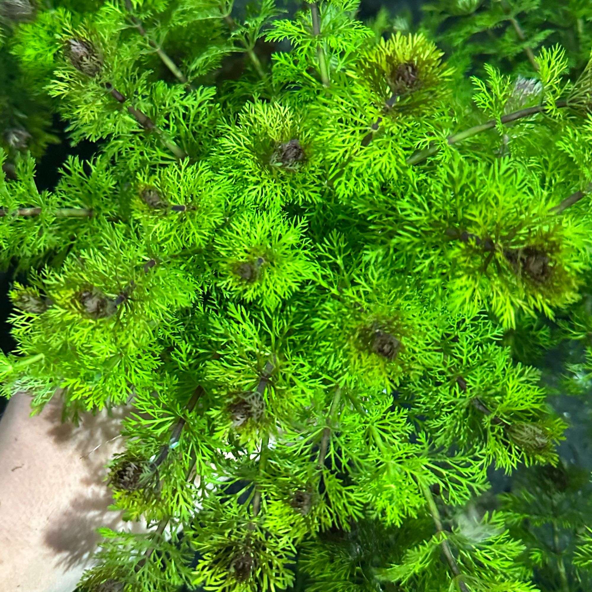 【小宝塔】水草新手懒人鱼缸造景阴性植物大坨真水草