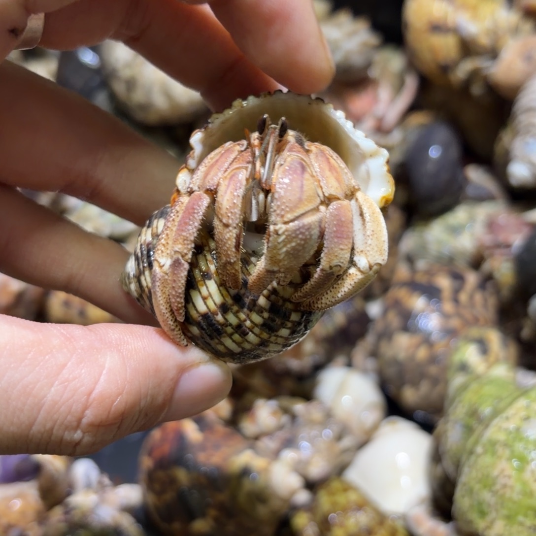 活体寄居蟹 不退不换 3