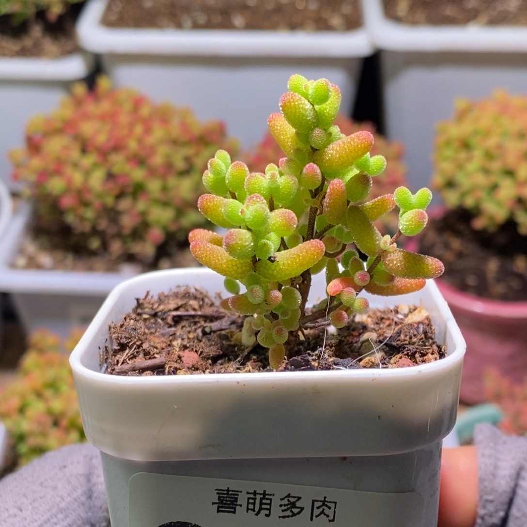 金桔糖球枝干番杏356