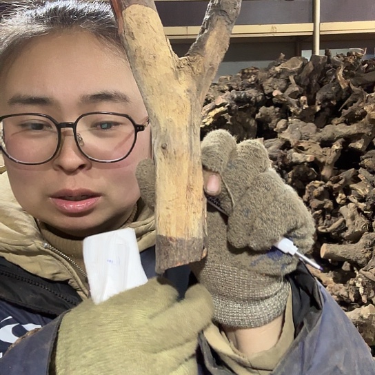 香榧木︶****︶火琉璃的毛料摆件