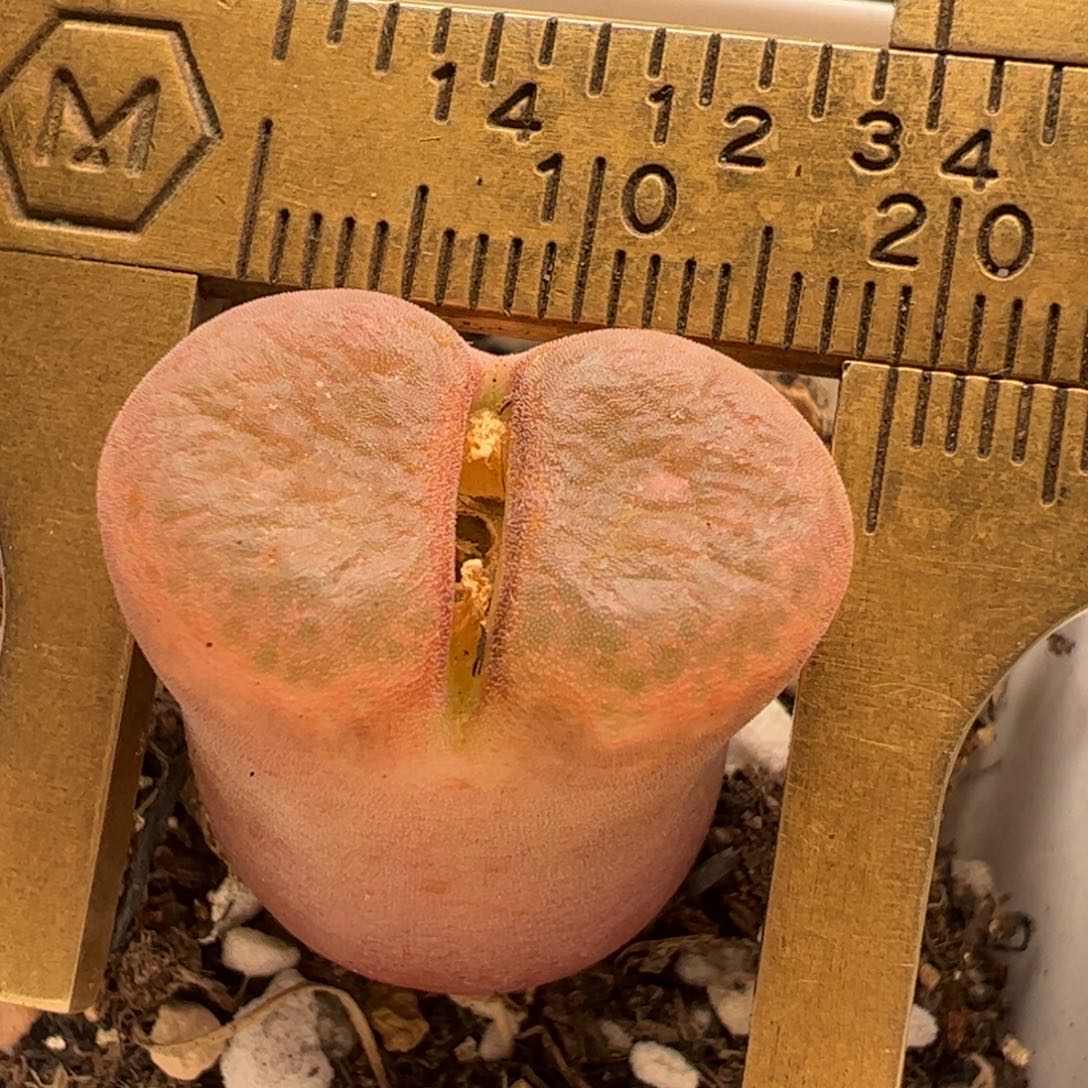 多肉植物百科758