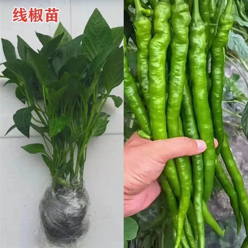 香辣线椒苗超长线椒苗鲜活四季阳台盆栽庭院种植线椒苗蔬菜种苗
