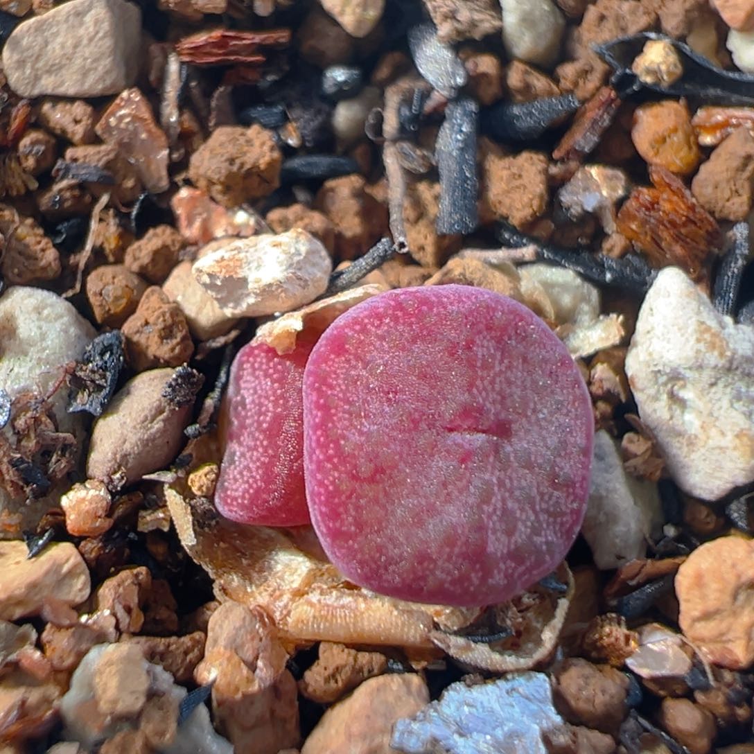 149多肉植物百科知识