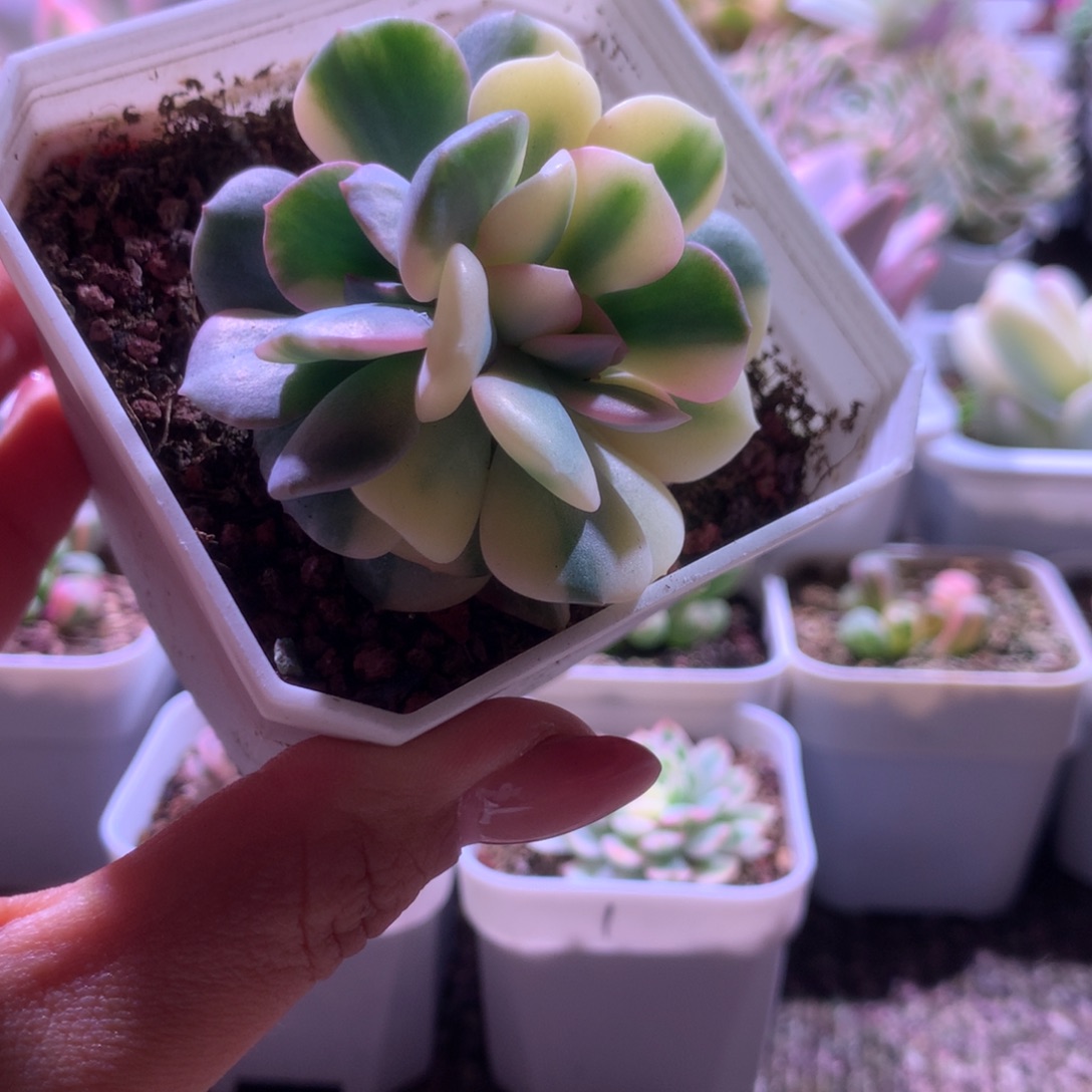 清***新我就不信邪就发一颗