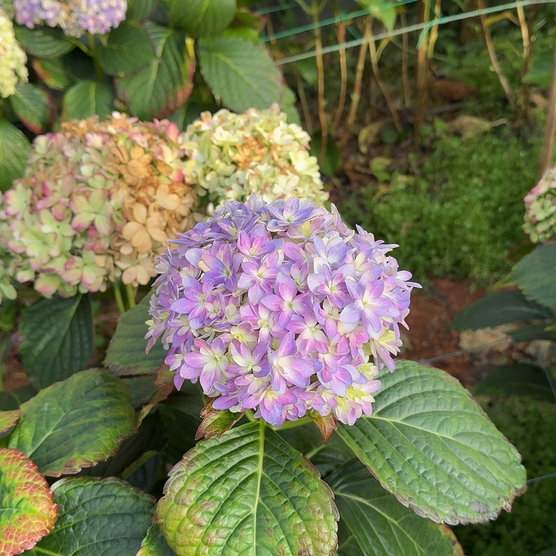 大部分花苞少量开放26