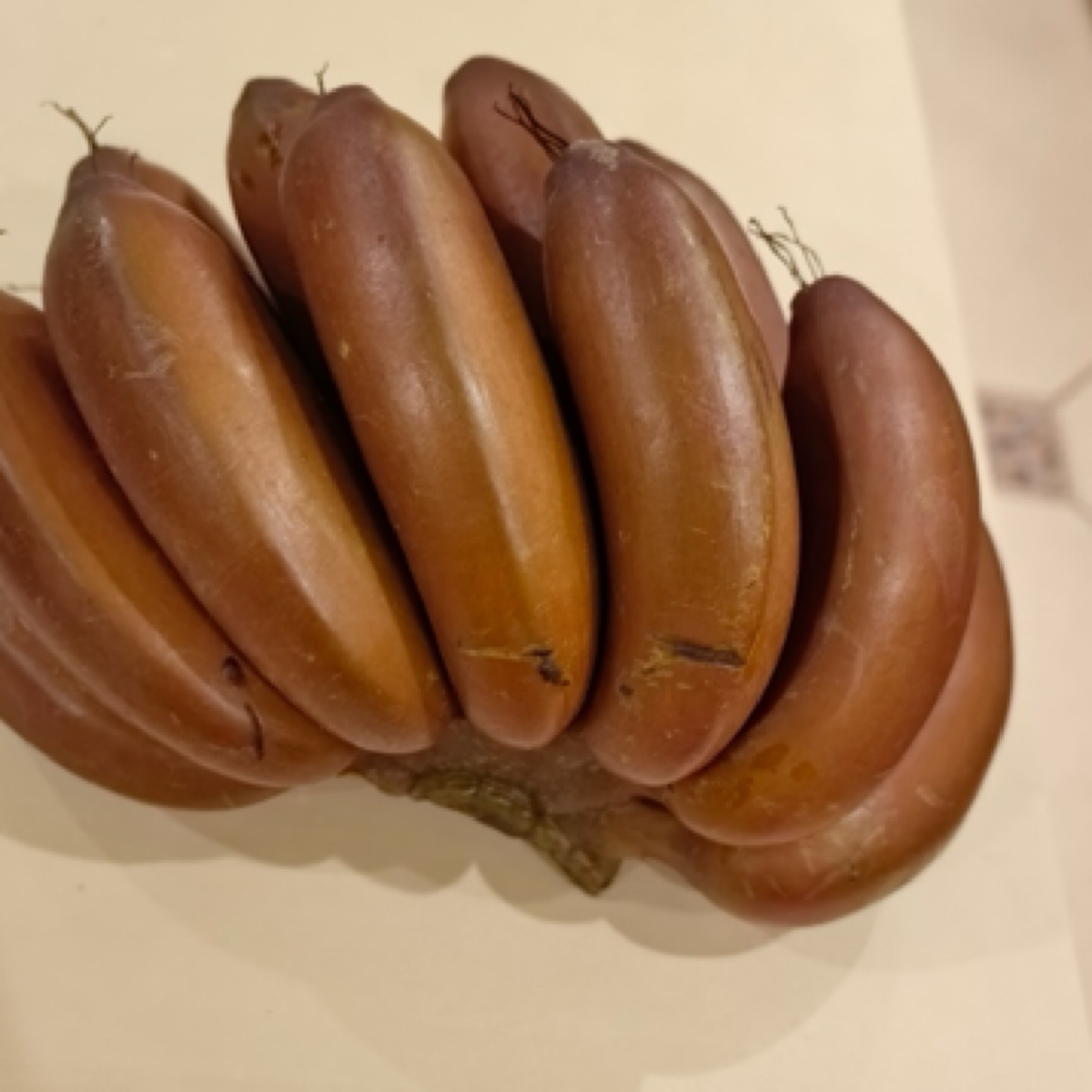 红美人红香蕉花香水果味新品种香蕉苗红色特大蓝莓树苗香水柠檬树